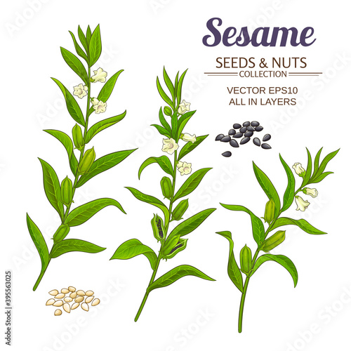 sesame vector set
