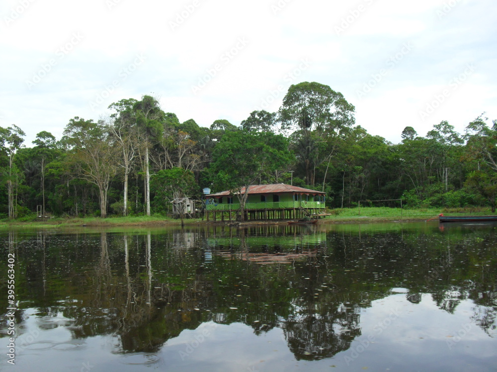 house on the jungle 