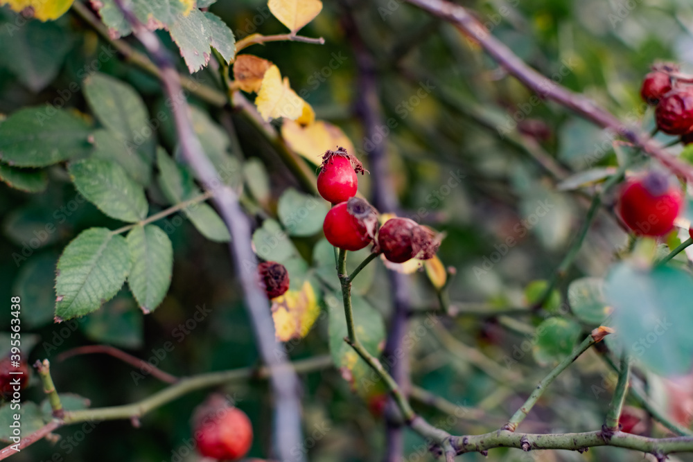 Ripe red rosehip berries among the branches with green leaves and thorns. Nature in autumn during the harvest season for drying and storage Ripe red rosehip berries among the branches with green leaves and thorns. Nature in autumn during the harvest season for drying and storage