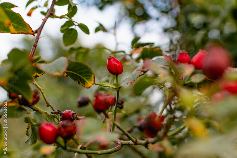 Ripe red rosehip berries among the branches with green leaves and thorns. Nature in autumn during the harvest season for drying and storage Ripe red rosehip berries among the branches with green leaves and thorns. Nature in autumn during the harvest season for drying and storage
