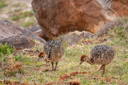 Fotografi Two ostrich chicks (Struthio camelus).