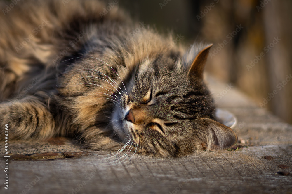 Fluffy cat lies and sleeps on a wooden table on a summer sunny day