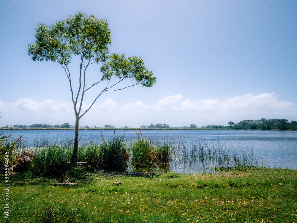 tree on the lake