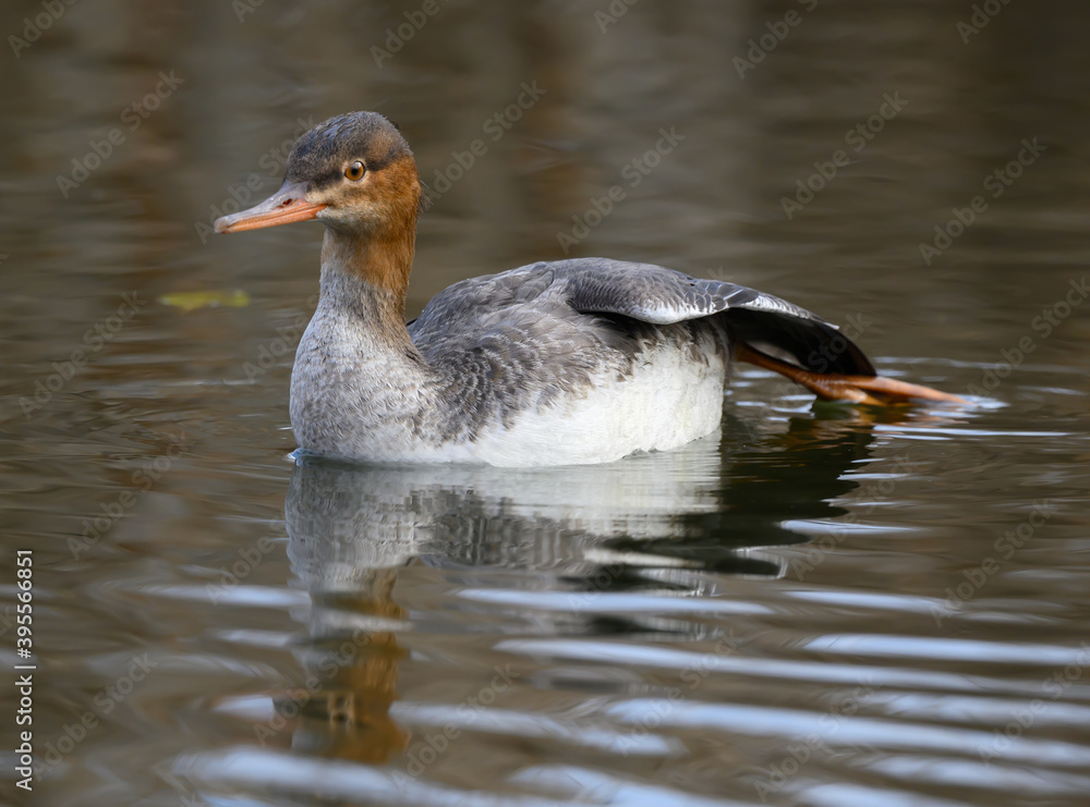 Female Red-breasted Merganser with Reflection Swimming in Green Water in Fall