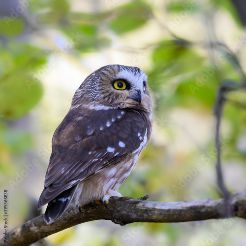 N Northern Saw-whet Owl Closeup Portrait in Fall