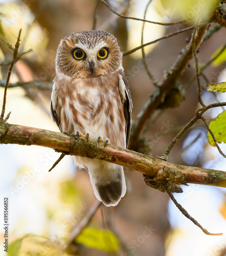 Northern Saw-whet Owl Sitting on Tree Branch in Fall