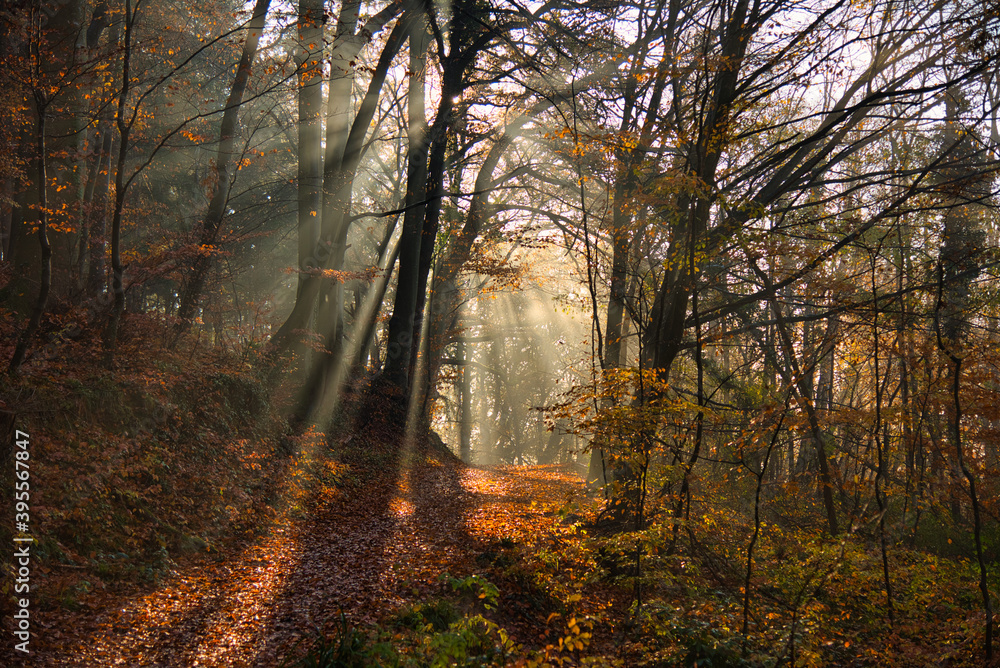 Nebelwald im November in der Ortenau