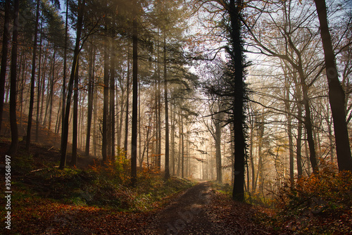 Nebelwald im November in der Ortenau