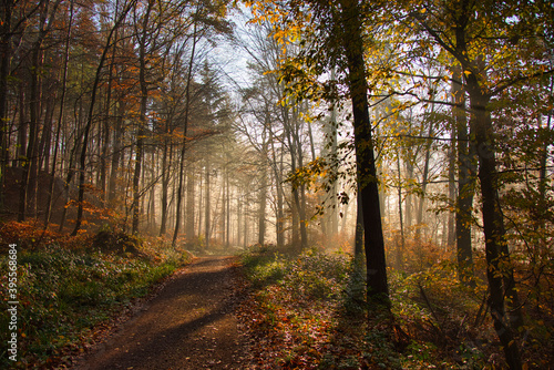 Nebelwald im November in der Ortenau © Tanja Voigt 