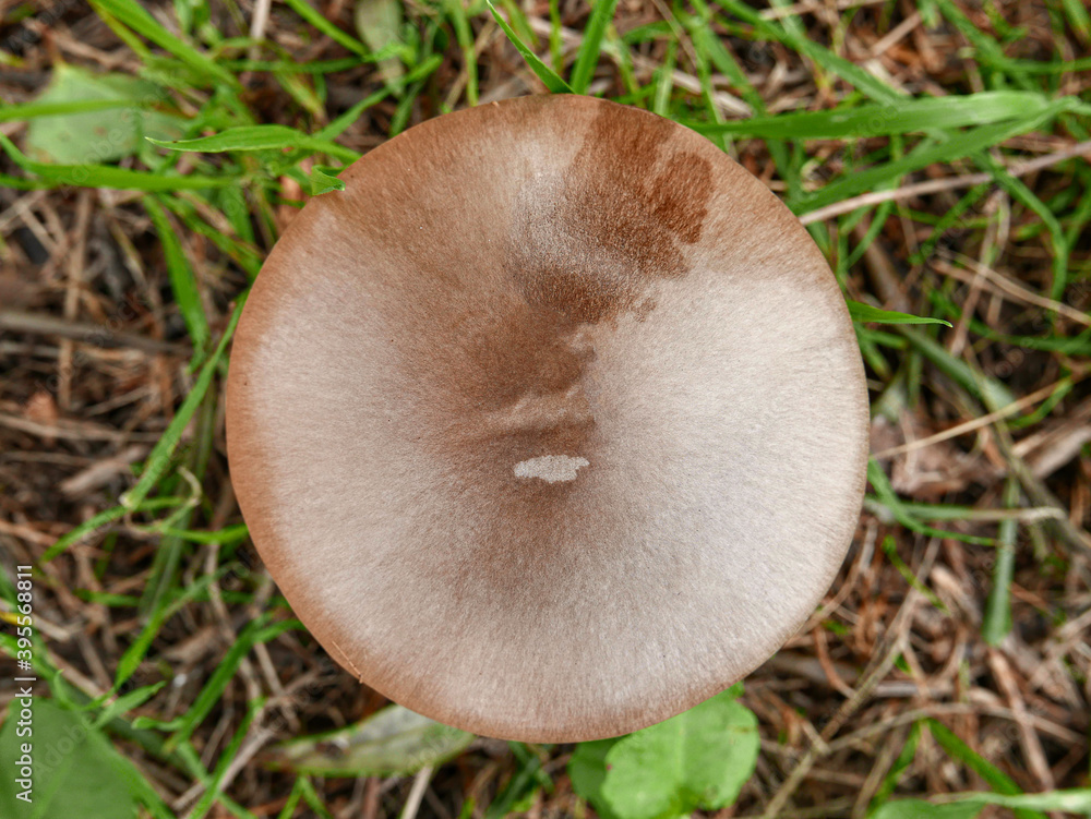fresh mushroom seen from above fresh mushroom seen from above