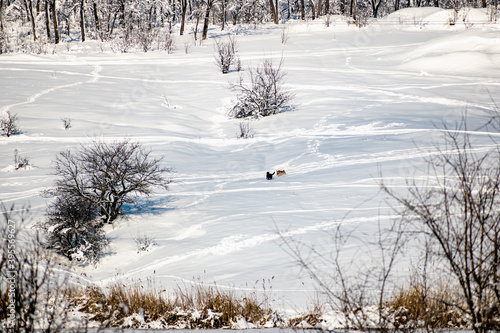 Three medium-sized dogs run far away in a field on a snow cover among winter trees and vegetation without brown leaves. A lot of bright white snow and frosty weather