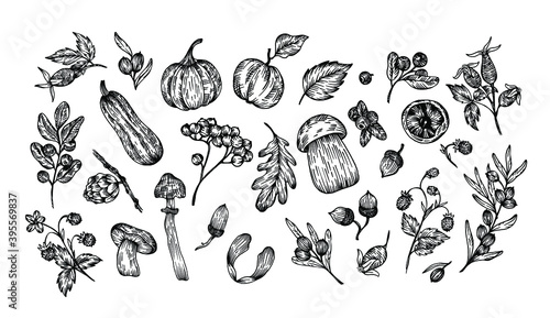 Fototapeta Naklejka Na Ścianę i Meble -  Vector set of outline autumn berries, mushrooms, leaves, pumpkins, acorns, sea buckthorn, blueberries, strawberries, rowan, zucchini. Forest objects graphic sketches.