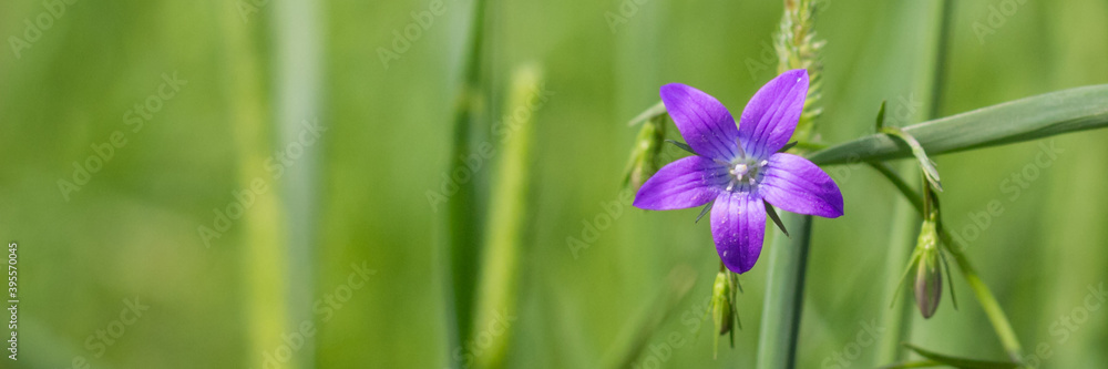 Violet blue flowers bell Campanula persicifolia, peach-leaved bellflower, on a bright green nature background. Web banner. Violet blue flowers bell Campanula persicifolia, peach-leaved bellflower, on a bright green nature background. Web banner.