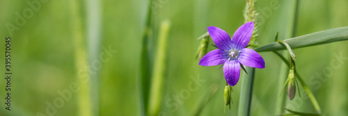 Violet blue flowers bell Campanula persicifolia  peach-leaved bellflower  on a bright green nature background. Web banner.