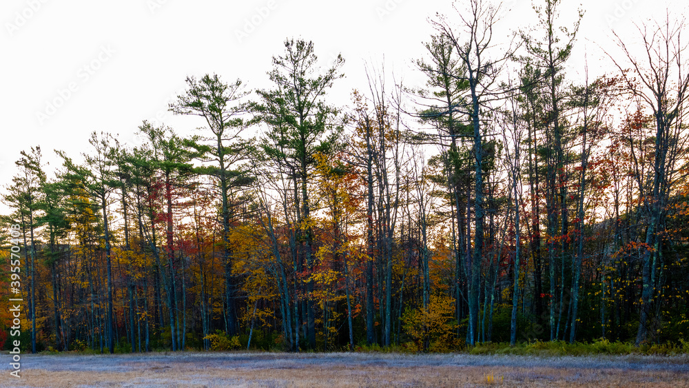 Fototapeta premium Autumnal tree line