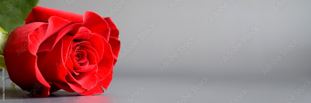 Beautiful red rose with fresh green foliage on a gray background. Best floral picture for covers, banners, posters and other. Beautiful red rose with fresh green foliage on a gray background. Best floral picture for covers, banners, posters and other.