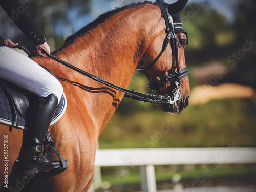 A beautiful athletic bay horse with a rider in the saddle who holds it by the reins, performs at equestrian competitions, illuminated by sunlight. Equestrian sport. Horseback riding.