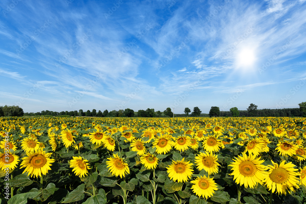 Obraz premium Beautiful summer day over sunflowers field