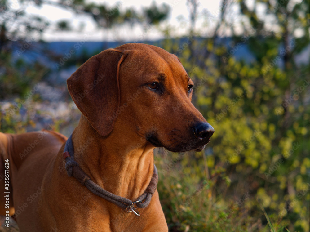 Dog Breed rhodesian ridgeback portrait in nature Jena Dog Breed rhodesian ridgeback portrait in nature Jena
