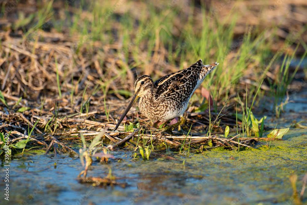 Bécassine des marais,.Gallinago gallinago, Common Snipe Bécassine des marais,.Gallinago gallinago, Common Snipe