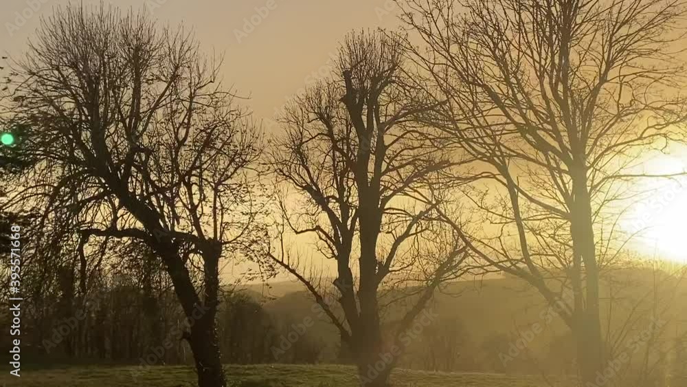 trees blowing in the wind on stormy day background with copy space at dusk trees blowing in the wind on stormy day background with copy space at dusk