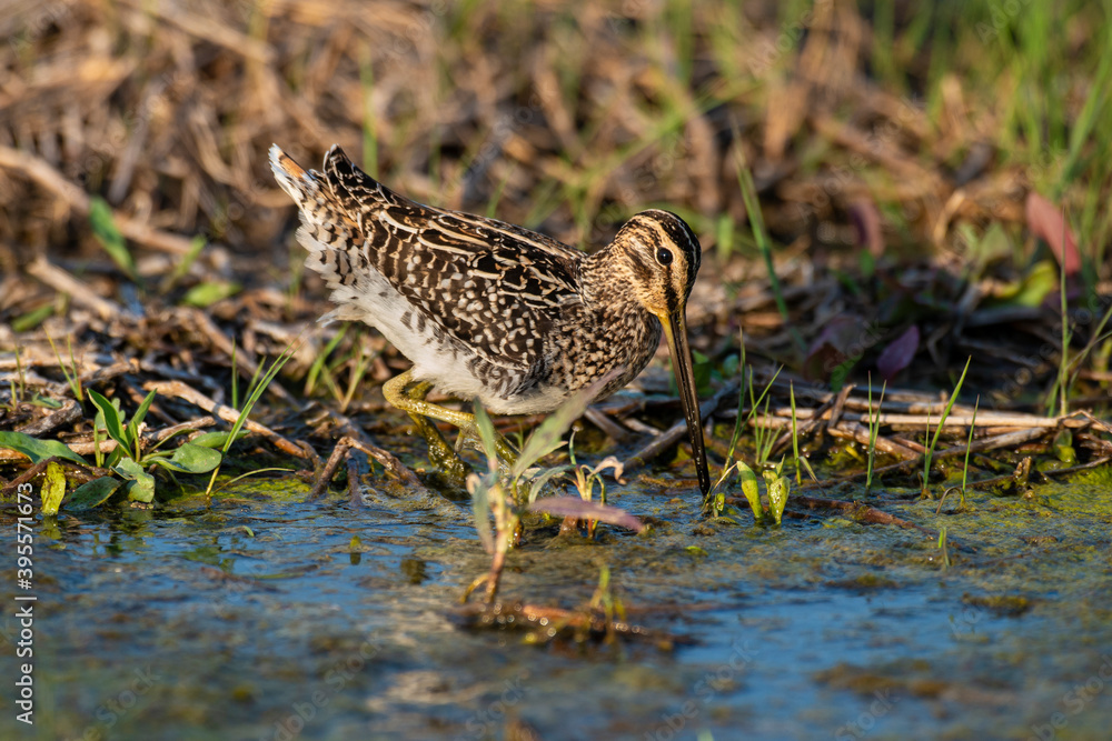 Fototapeta premium Bécassine des marais,.Gallinago gallinago, Common Snipe