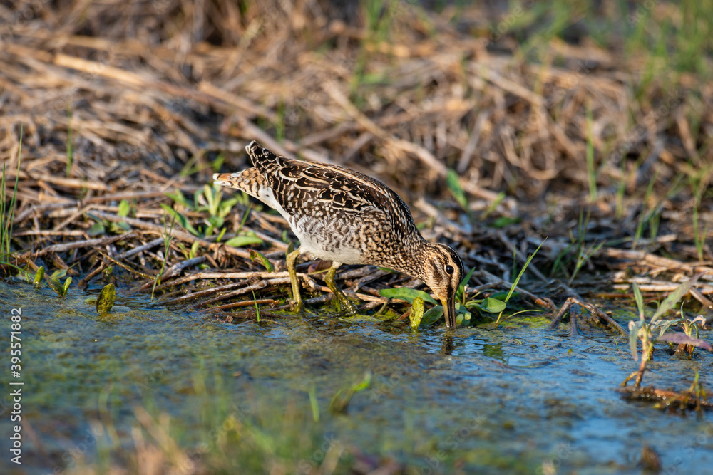 Bécassine des marais,.Gallinago gallinago, Common Snipe Bécassine des marais,.Gallinago gallinago, Common Snipe