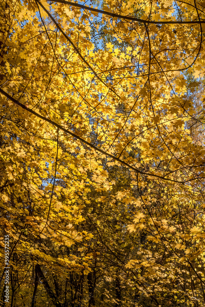 Golden fall. Norway Maple (Acer platanoides) in deciduous forest, Central Russia Golden fall. Norway Maple (Acer platanoides) in deciduous forest, Central Russia
