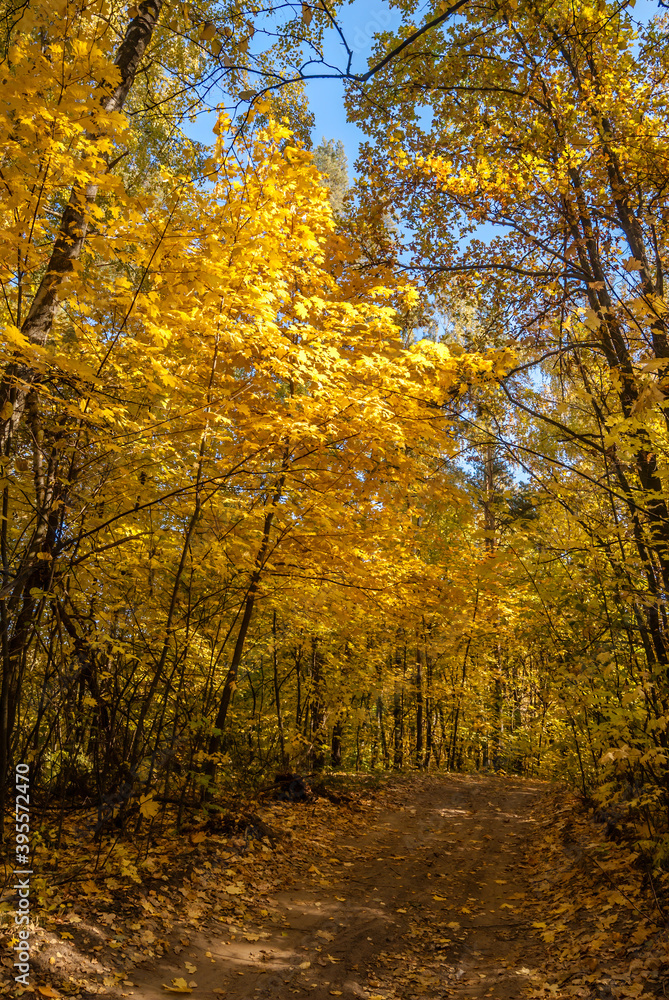 Fototapeta premium Golden fall. Norway Maple (Acer platanoides) in deciduous forest, Central Russia