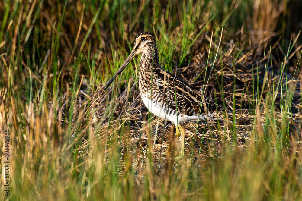 Bécassine des marais,.Gallinago gallinago, Common Snipe Bécassine des marais,.Gallinago gallinago, Common Snipe