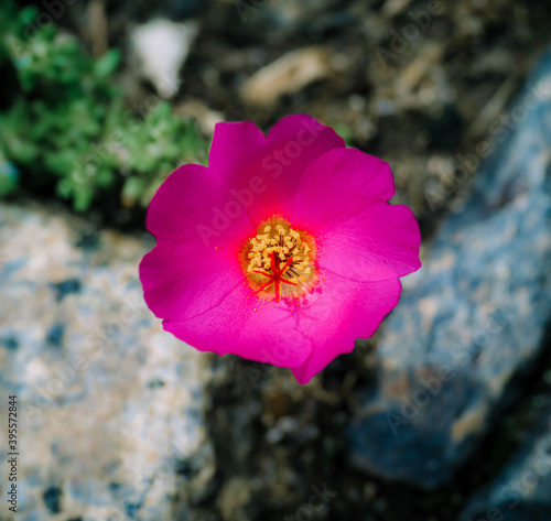 pink flower