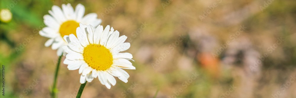 Beautiful Wide Angle artistic floral background with chamomile flowers. Panoramic header for website or Banner with Copy Space for Text. Beautiful Wide Angle artistic floral background with chamomile flowers. Panoramic header for website or Banner with Copy Space for Text.