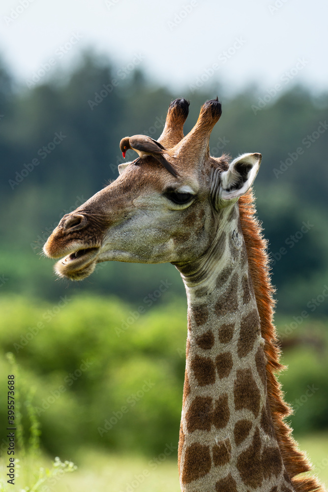 Piqueboeuf à bec rouge, Red billed Oxpecker, Buphagus erythrorhynchus, Girafe, Giraffa Camelopardalis, E Parc national Kruger, Afrique du Sud