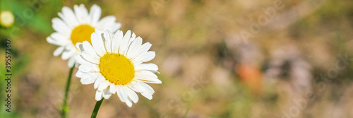 Beautiful Wide Angle artistic floral background with chamomile flowers. Panoramic header for website or Banner with Copy Space for Text.