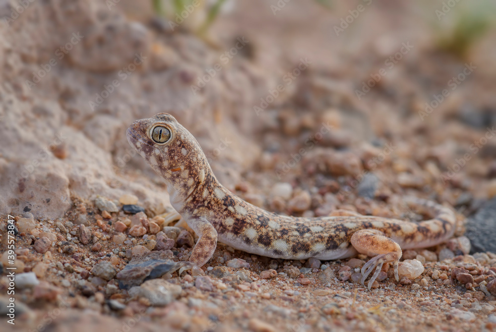 Koch's barking gecko - Ptenopus kochi, beautiful lizard from desert endemic in Namibia. Koch's barking gecko - Ptenopus kochi, beautiful lizard from desert endemic in Namibia.