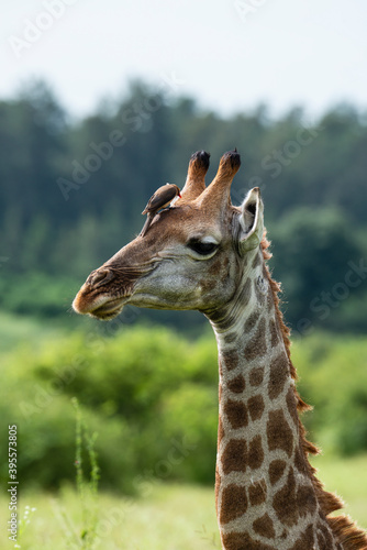 Piqueboeuf    bec rouge  Red billed Oxpecker  Buphagus erythrorhynchus  Girafe  Giraffa Camelopardalis  E Parc national Kruger  Afrique du Sud