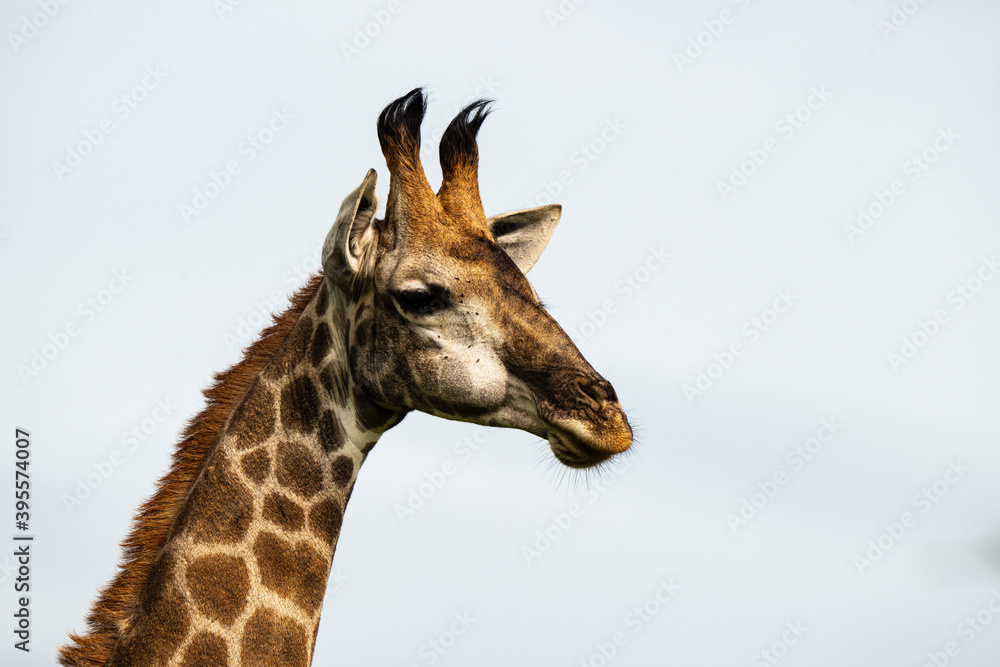 Girafe, Giraffa Camelopardalis, Parc national Kruger, Afrique du Sud