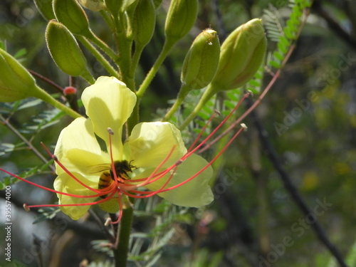 Wallpaper Mural abeja Torontodigital.ca