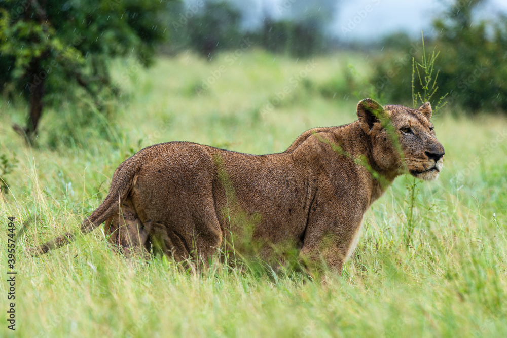 lion, femelle, lionne, Panthera leo, Afrique