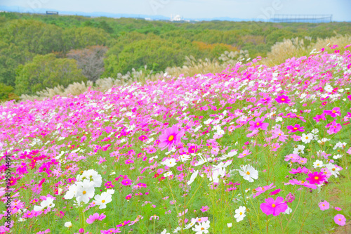 秋桜/コスモス/花