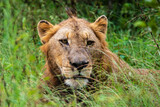 lion, mâle, Panthera leo, Afrique