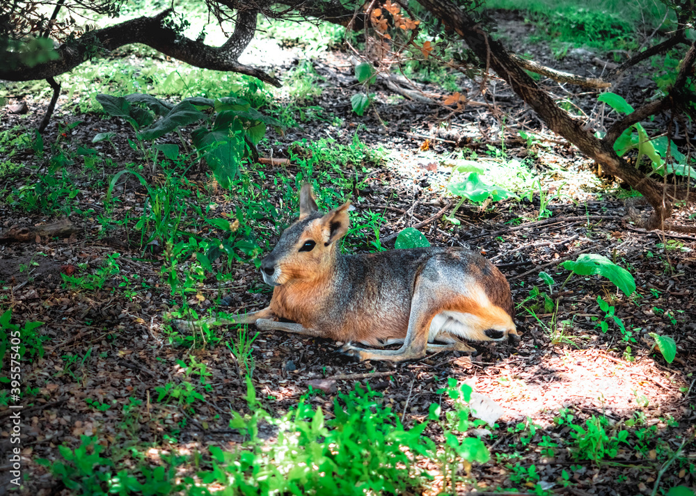Obraz premium squirrel in the park