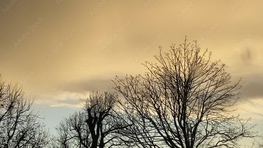 tree trees blowing in the wind on stormy day background with copy space at dusk tree trees blowing in the wind on stormy day background with copy space at dusk