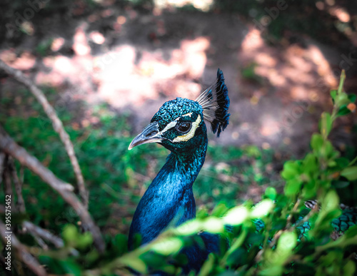 portrait of a peacock