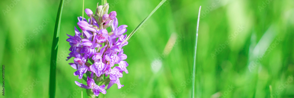 Close up Violet Dactylorhiza, marsh orchid. Purple flower on a bright green background. Best floral picture for covers, banners, posters and other projects.