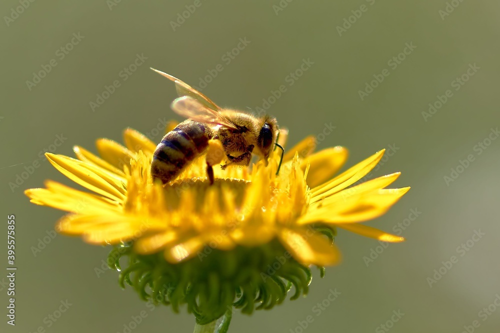 bee, insect, flower, macro, nature, honey, yellow, pollen, fly, animal, summer, bumblebee, garden, spring, close-up, green, close-up, wild, pollination, flowers, nectar, bees, dandelion, bug, white, m bee, insect, flower, macro, nature, honey, yellow, pollen, fly, animal, summer, bumblebee, garden, spring, close-up, green, close-up, wild, pollination, flowers, nectar, bees, dandelion, bug, white, m