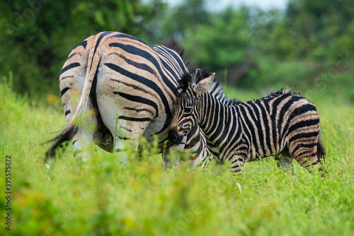 Z  bre de Burchell .Equus quagga burchelli  Parc national Kruger  Afrique du Sud