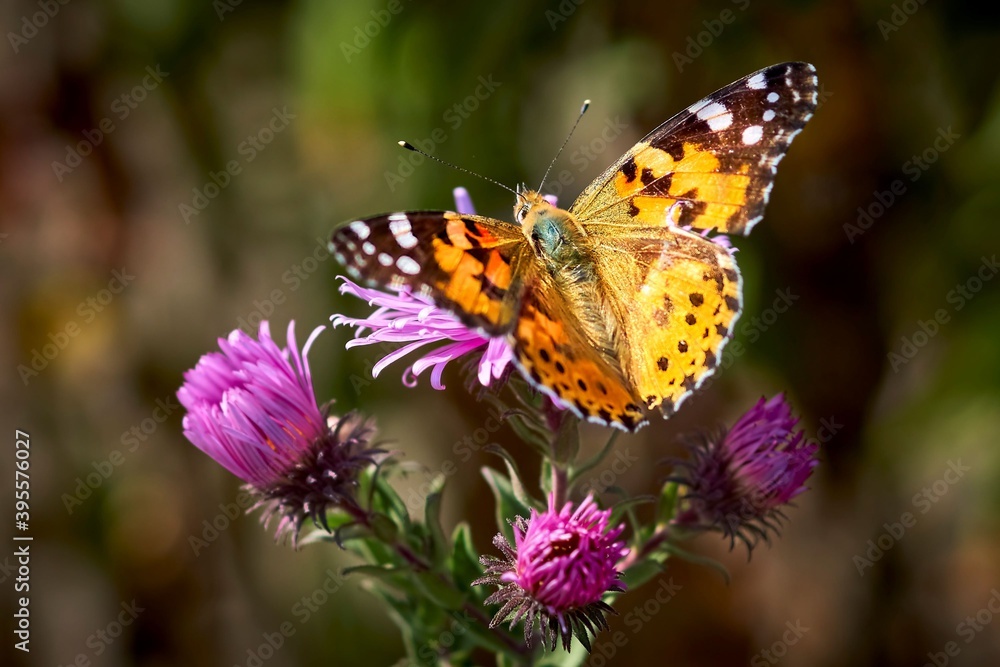 butterfly, insect, flower, nature, green, wings, macro, summer, wing, plant, beautiful, garden, color, orange, fly, beauty, spring, white, yellow, black, pink, purple, blue, sky, purple, flowers, poll