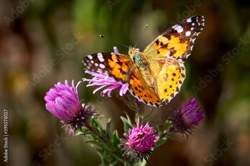 butterfly, insect, flower, nature, green, wings, macro, summer, wing, plant, beautiful, garden, color, orange, fly, beauty, spring, white, yellow, black, pink, purple, blue, sky, purple, flowers, poll © Stas