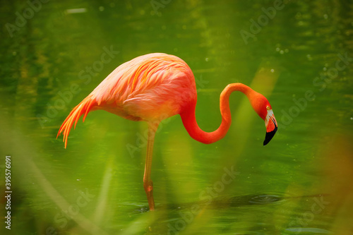 American flamingo, Phoenicopterus ruber, reddish-pink colored large wading bird in green lagoon. Red and green contrast. Redddish-orange bird in green environment. Florida Keys
